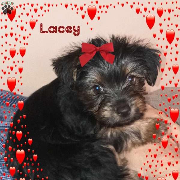 Lacey, Yorkie Puppy